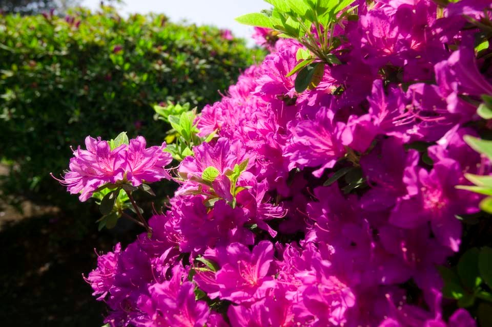 photo,material,free,landscape,picture,stock photo,Creative Commons,A pink azalea, azalea, , , 