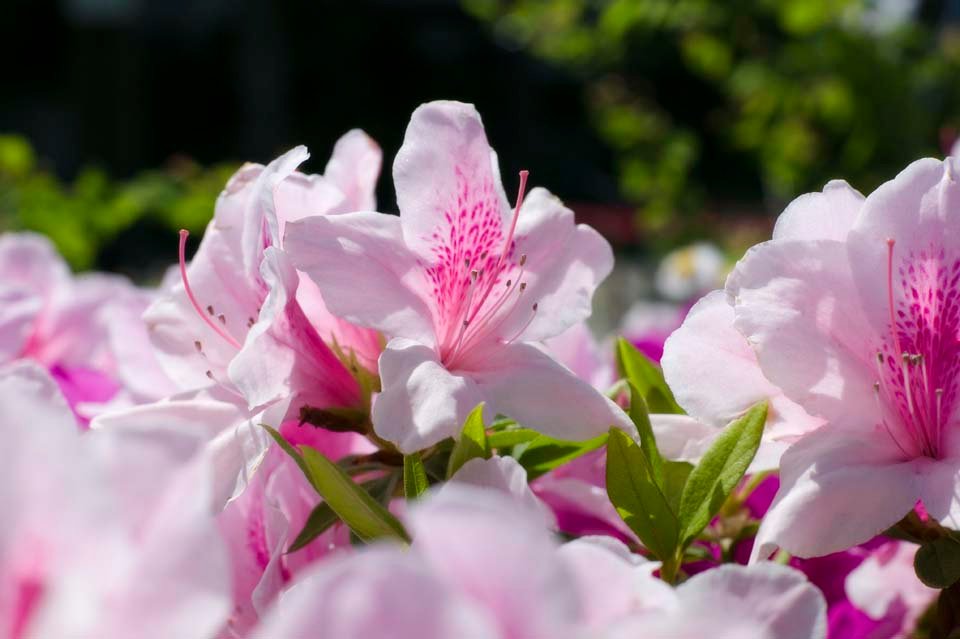 �ʐ^,�f��,����,�t���[,�t�H�g,�N���G�C�e�B�u�E�R�����Y,���i,�ǎ�,�s���N��, ��, �c�c�W, �U�P, 