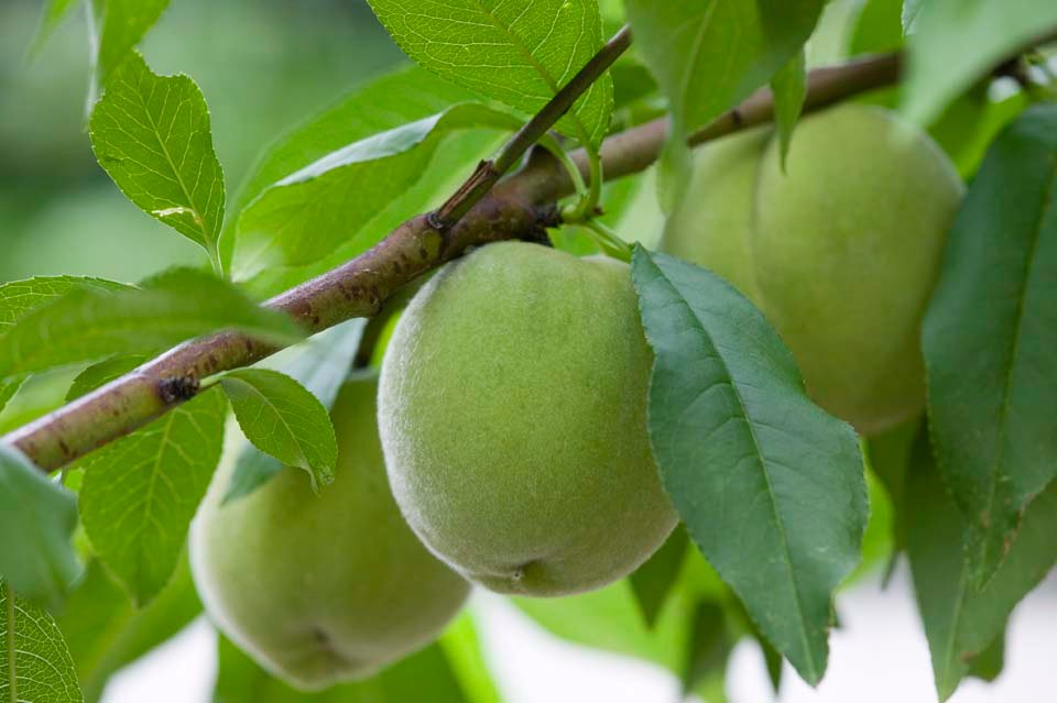 photo,material,free,landscape,picture,stock photo,Creative Commons,A fruit of a plum, fruit of plum, , Bear me, Fruit