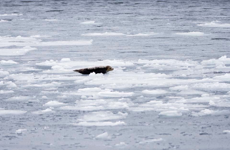 �ʐ^,�f��,����,�t���[,�t�H�g,�N���G�C�e�B�u�E�R�����Y,���i,�ǎ�,���X�ɐQ�]����A�U���V, �����炵, �X, ���X, �C