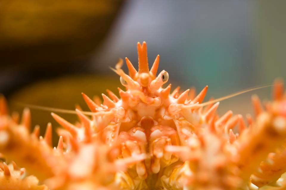 photo,material,free,landscape,picture,stock photo,Creative Commons,Child king crab, crab, , , 