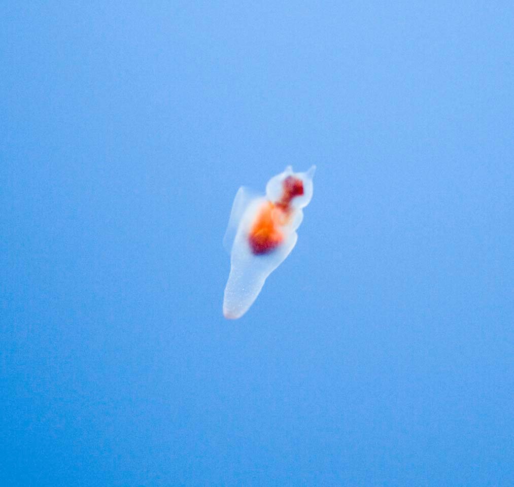 photo,material,free,landscape,picture,stock photo,Creative Commons,Fairy clione of drift ice, Clione limacina, Clione, Swimming, I am pretty