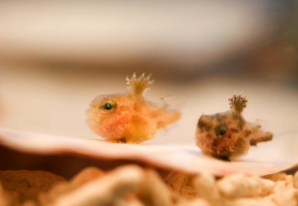 �ʐ^,�f��,����,�t���[,�t�H�g,�N���G�C�e�B�u�E�R�����Y,���i,�ǎ�,�_���S�E�I, ���񂲂���, �_���S�E�I, ���킢��, 