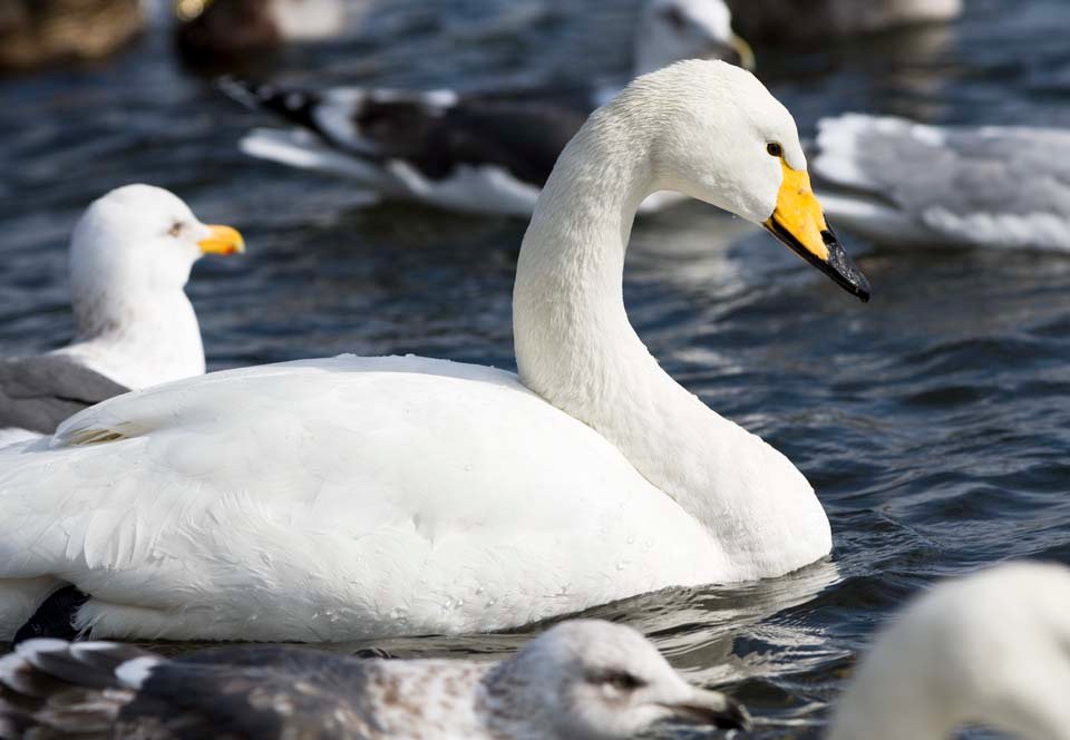 photo,material,free,landscape,picture,stock photo,Creative Commons,A whooper swan, swan, whooper swan, Lake toe Hutu, butterfly to vomit