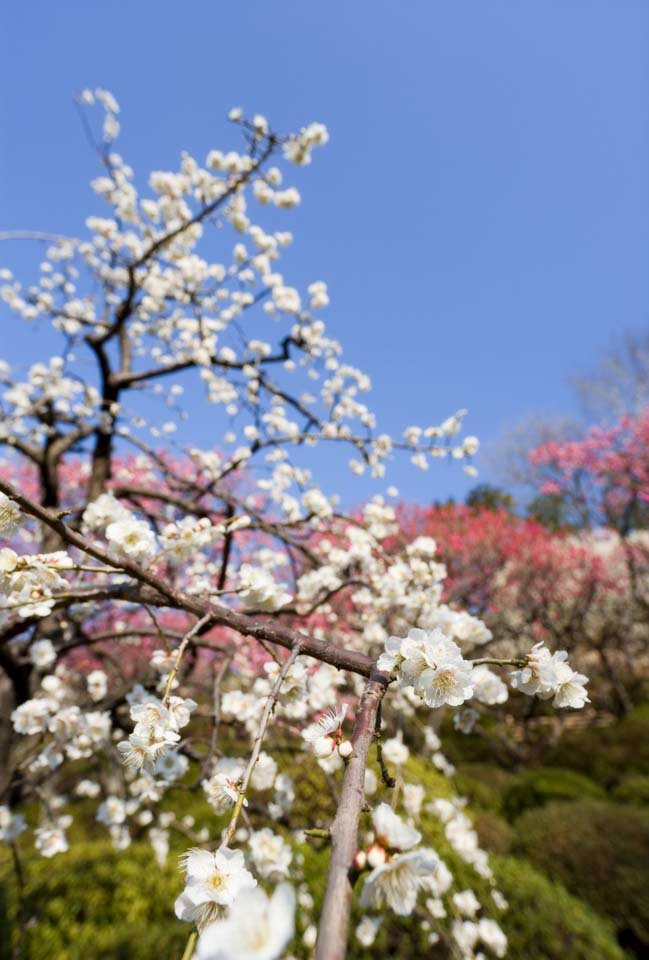 photo,material,free,landscape,picture,stock photo,Creative Commons,A plum is in full glory, Bear me, plum, , plum garden