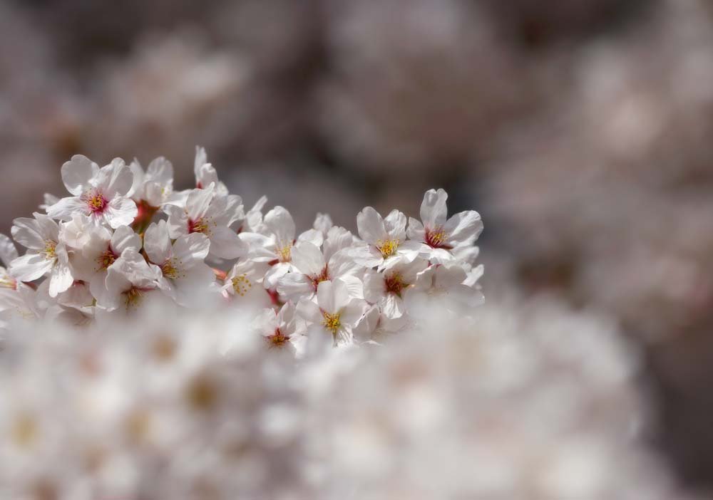 �ʐ^,�f��,����,�t���[,�t�H�g,�N���G�C�e�B�u�E�R�����Y,���i,�ǎ�,�����J, ������, �T�N��, ��, �\���C���V�m