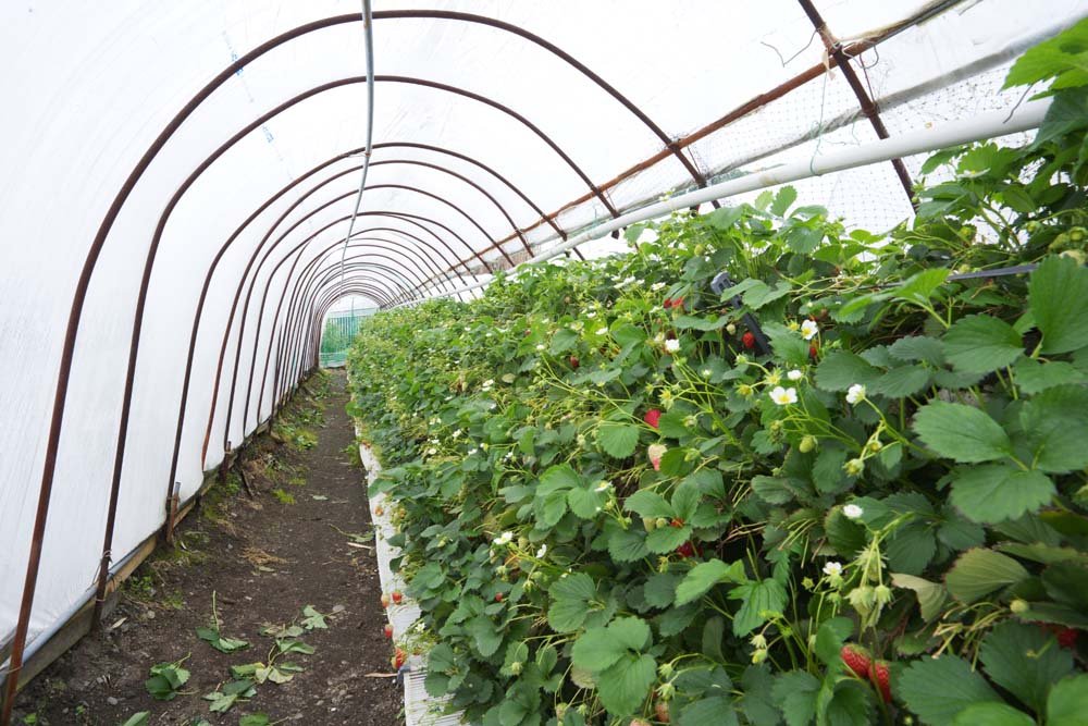 �ʐ^,�f��,����,�t���[,�t�H�g,�N���G�C�e�B�u�E�R�����Y,���i,�ǎ�,�Ί_�C�`�S, �ʕ�, ������, �, �C�`�S