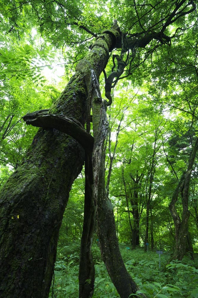 �ʐ^,�f��,����,�t���[,�t�H�g,�N���G�C�e�B�u�E�R�����Y,���i,�ǎ�,���߂��鈫��, ��, ��, �c�^, �p���T�C�g