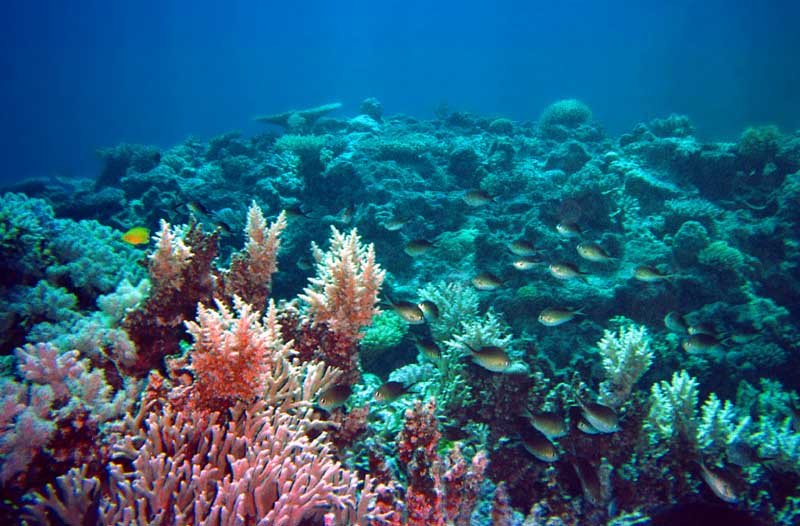 �ʐ^,�f��,����,�t���[,�t�H�g,�N���G�C�e�B�u�E�R�����Y,���i,�ǎ�,�X��V���[, �C, �T���S, ��, 