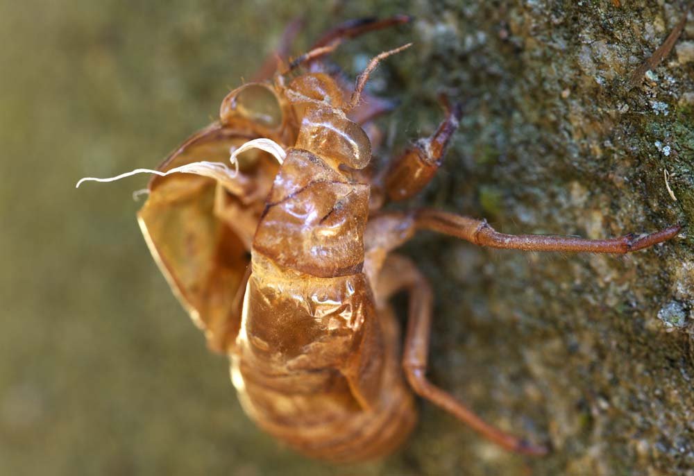 �ʐ^,�f��,����,�t���[,�t�H�g,�N���G�C�e�B�u�E�R�����Y,���i,�ǎ�,�Z�~�̔����k, ����, �Z�~, ��, �E��