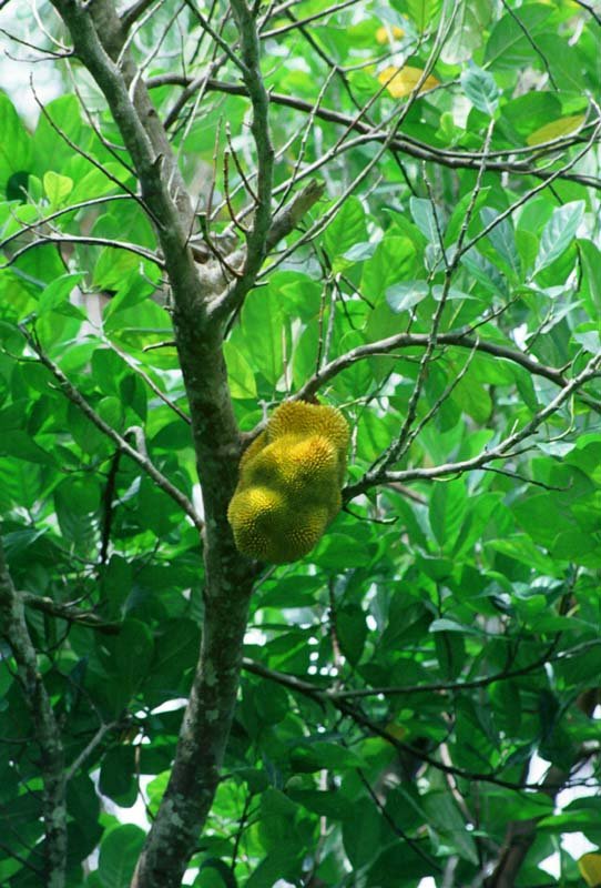 �ʐ^,�f��,����,�t���[,�t�H�g,�N���G�C�e�B�u�E�R�����Y,���i,�ǎ�,����Ȏ�, �ʎ�, �}, , 