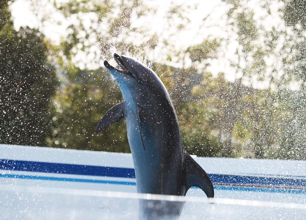 �ʐ^,�f��,����,�t���[,�t�H�g,�N���G�C�e�B�u�E�R�����Y,���i,�ǎ�,�C���J�̃W�����v, ���邩, �C��, �V���[, �q��