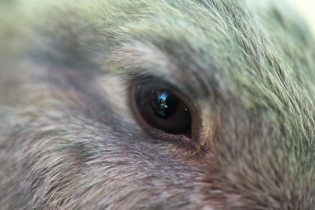 �ʐ^,�f��,����,�t���[,�t�H�g,�N���G�C�e�B�u�E�R�����Y,���i,�ǎ�,�E�T�M�̖�, ������, �E�T�M, �e, �ዅ