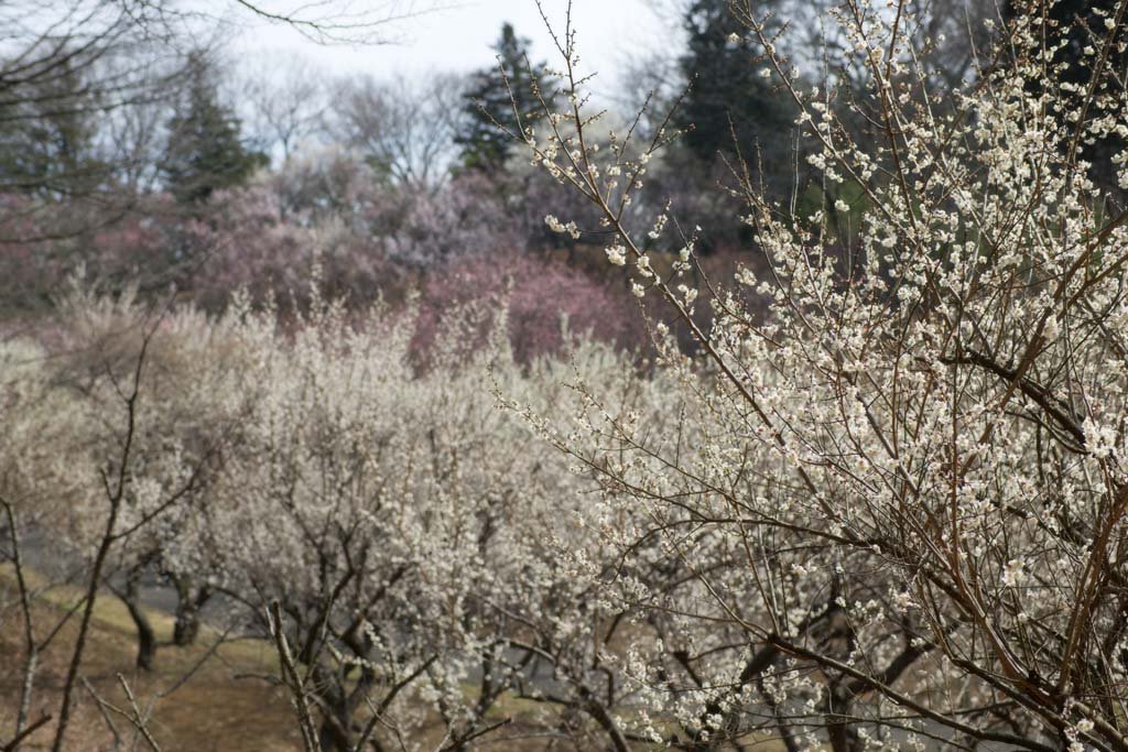 photo,material,free,landscape,picture,stock photo,Creative Commons,Plum Orchard's White Plum Flower, UME, Plums, Plum, Branch