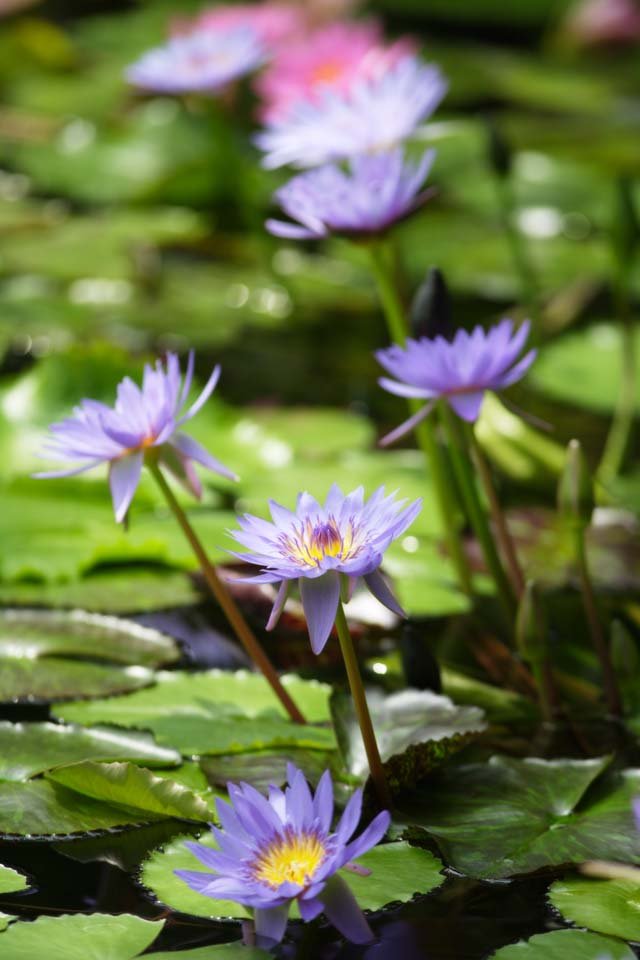 photo,material,free,landscape,picture,stock photo,Creative Commons,A tropical water lily, , water lily, , 