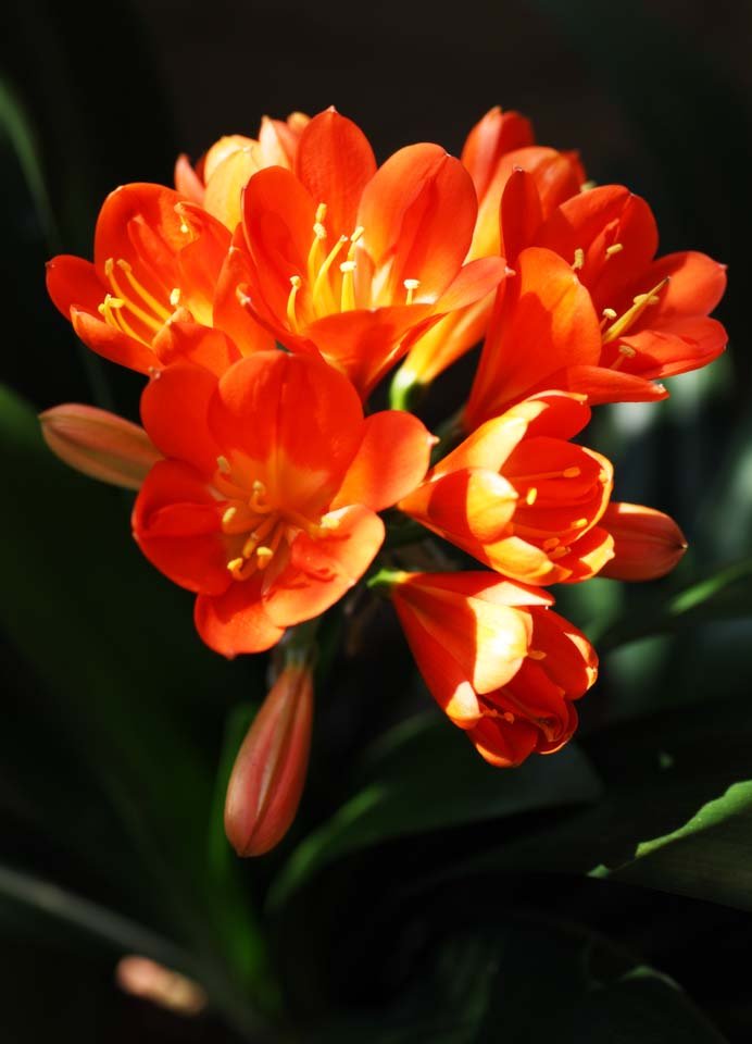 �ʐ^,�f��,����,�t���[,�t�H�g,�N���G�C�e�B�u�E�R�����Y,���i,�ǎ�,�N�q��, ���񂵂��, �N���V����, �N�q��, ��