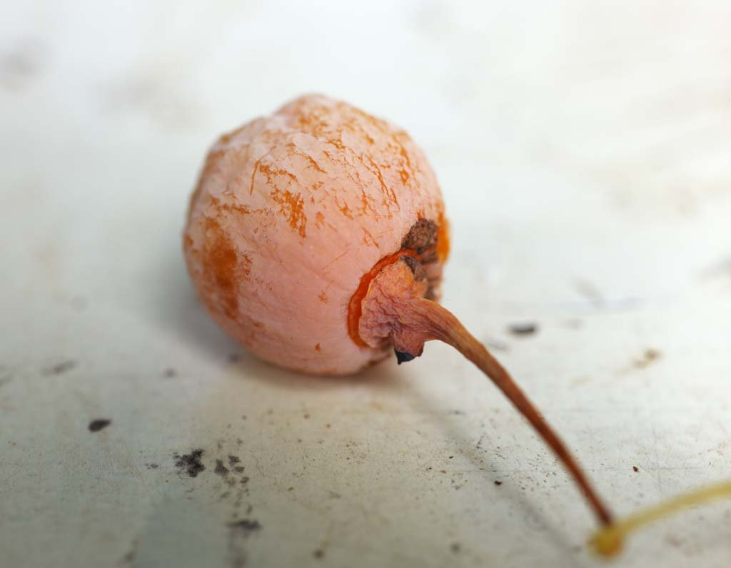 �ʐ^,�f��,����,�t���[,�t�H�g,�N���G�C�e�B�u�E�R�����Y,���i,�ǎ�,��ǂ̎�, ����Ȃ�, �C�`���E, �����傤, ��Ȃ�