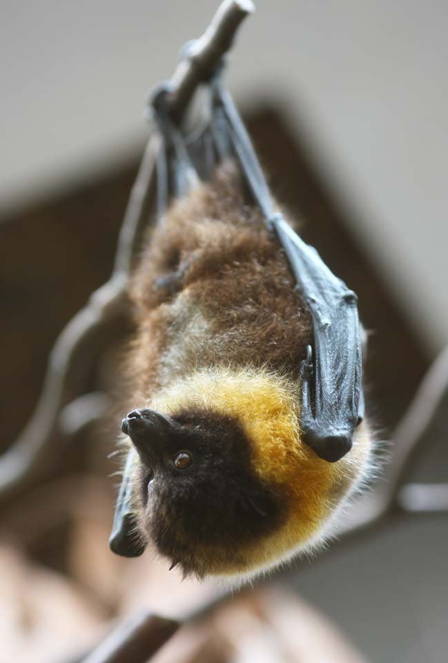 �ʐ^,�f��,����,�t���[,�t�H�g,�N���G�C�e�B�u�E�R�����Y,���i,�ǎ�,�I���C�I�I�R�E����, ��������, �R�E����, ��, ��