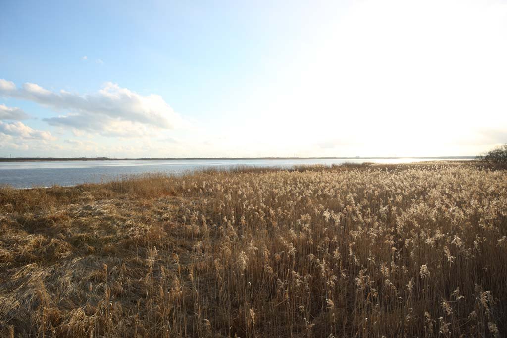 photo,material,free,landscape,picture,stock photo,Creative Commons,The damp plain of the Lake Uto Ney, Damp ground, damp plain, Dry grass, blue sky