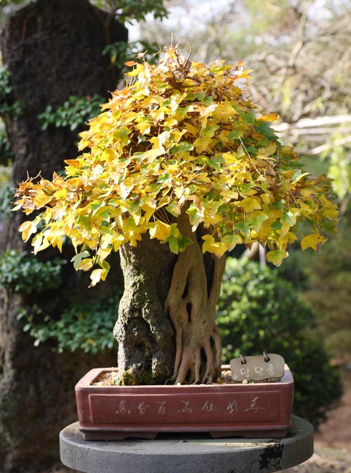 �ʐ^,�f��,����,�t���[,�t�H�g,�N���G�C�e�B�u�E�R�����Y,���i,�ǎ�,�؍��̖~��, �~��, �A��, ���|, �|�p