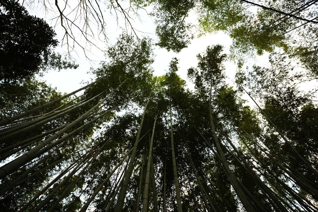 �ʐ^,�f��,����,�t���[,�t�H�g,�N���G�C�e�B�u�E�R�����Y,���i,�ǎ�,�����̒|��, ����, �|, �o���u�[, ���H