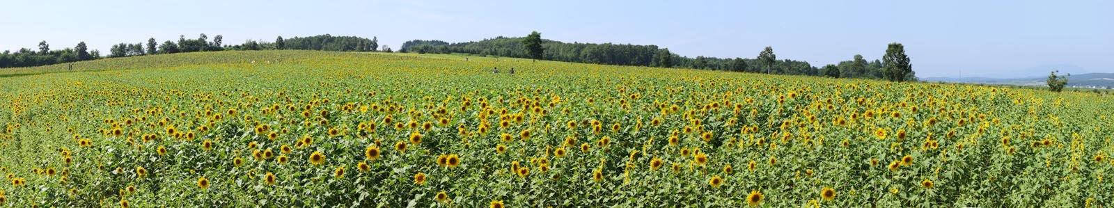 photo,material,free,landscape,picture,stock photo,Creative Commons,The sunflower of the one side, sunflower, Full bloom, blue sky, natural scene or object which adds poetic charm to the season of the summer