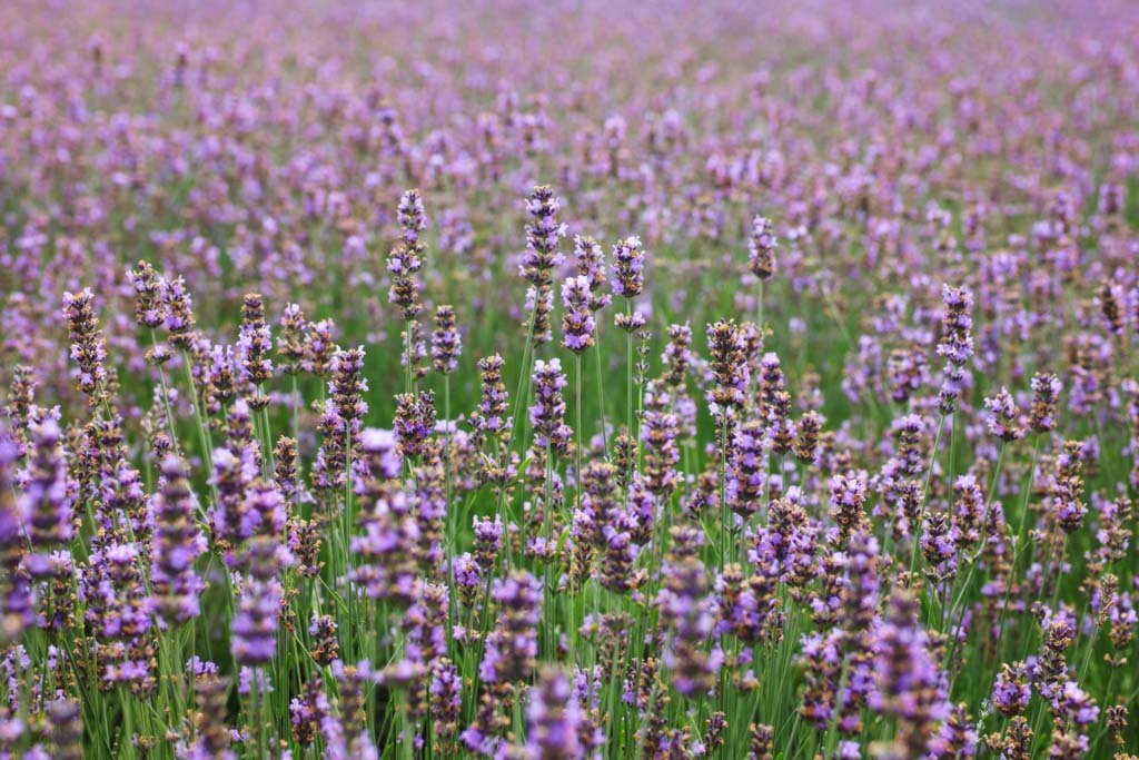 photo,material,free,landscape,picture,stock photo,Creative Commons,A flower garden of Furano, flower garden, lavender, I am pretty, Fantasy