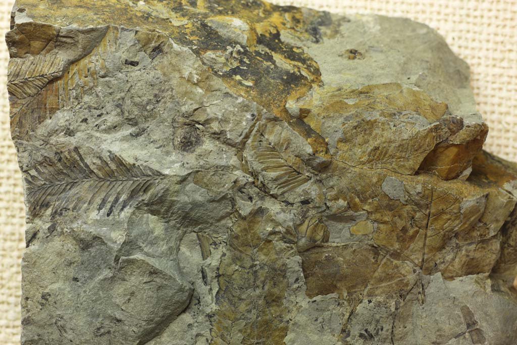 �ʐ^,�f��,����,�t���[,�t�H�g,�N���G�C�e�B�u�E�R�����Y,���i,�ǎ�,���^�Z�R�C�A�̉���, �X�M��, ����, ���j, �[��