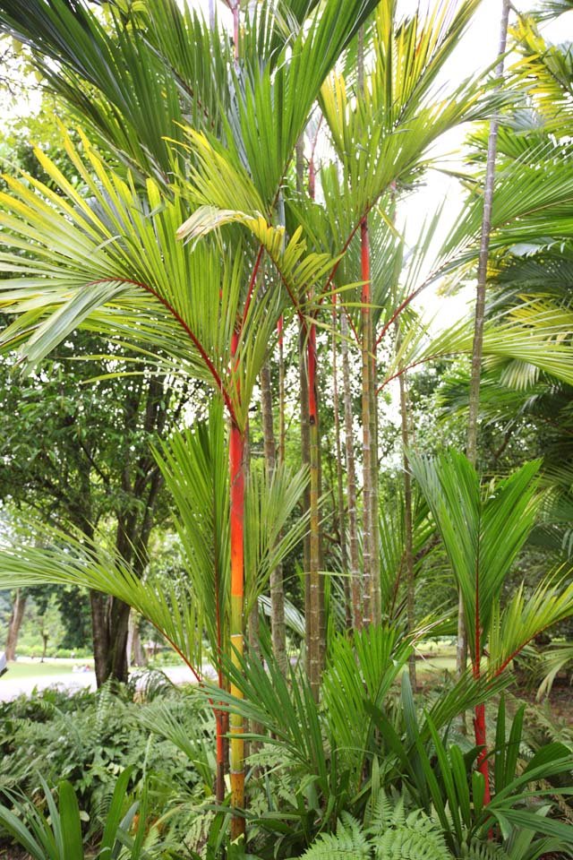 photo,material,free,landscape,picture,stock photo,Creative Commons,An orangutan palm, palm tree, houseplant, tropical plant, I am cinnabar red