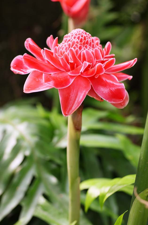 �ʐ^,�f��,����,�t���[,�t�H�g,�N���G�C�e�B�u�E�R�����Y,���i,�ǎ�,�g�[�`�E�W���W���[, ���I, �����܂�, ��, �J���^��