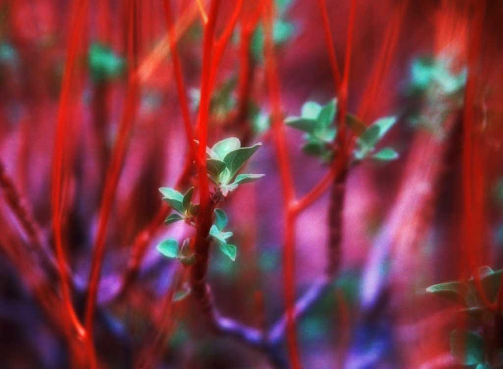 �ʐ^,�f��,����,�t���[,�t�H�g,�N���G�C�e�B�u�E�R�����Y,���i,�ǎ�,�����̎��O, , , , 