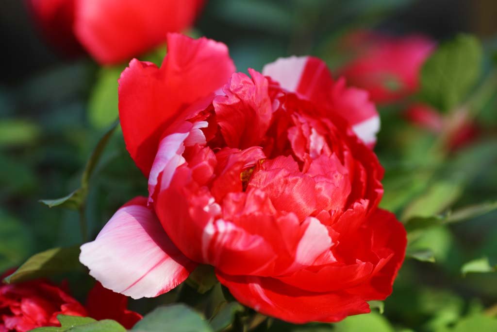 �ʐ^,�f��,����,�t���[,�t�H�g,�N���G�C�e�B�u�E�R�����Y,���i,�ǎ�,���O, �ڂ���, �{�^��, �~���O, ������