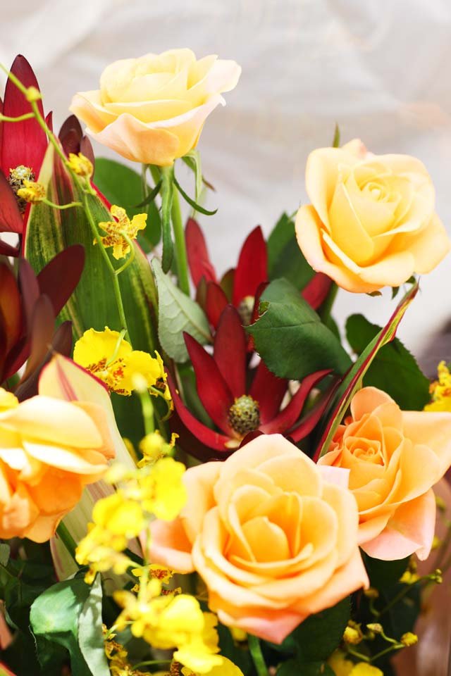 �ʐ^,�f��,����,�t���[,�t�H�g,�N���G�C�e�B�u�E�R�����Y,���i,�ǎ�,�ԑ�, �ԑ�, ��, �Y��, �t�@���^�W�[