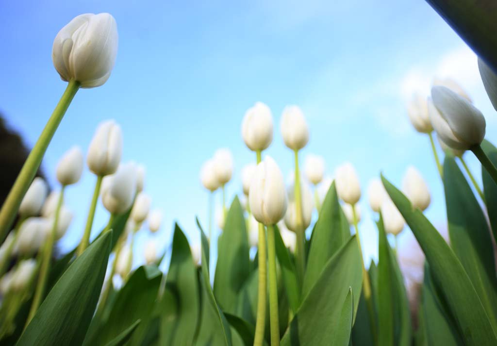 �ʐ^,�f��,����,�t���[,�t�H�g,�N���G�C�e�B�u�E�R�����Y,���i,�ǎ�,�`���[���b�v, �`���[���b�v, �ԕ�, ��, �Y��