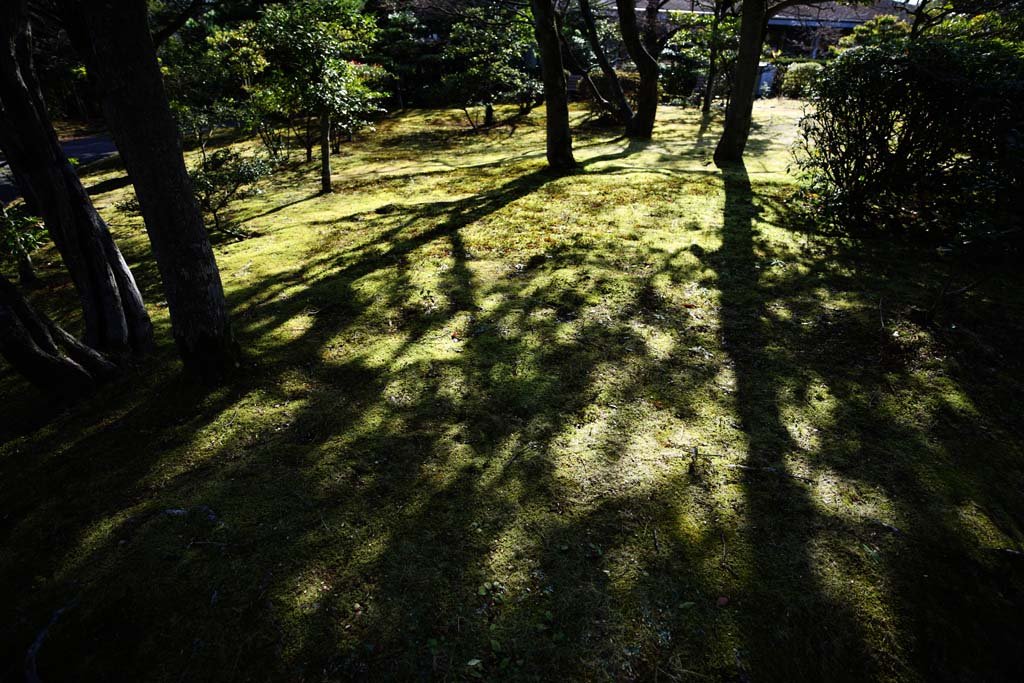 �ʐ^,�f��,����,�t���[,�t�H�g,�N���G�C�e�B�u�E�R�����Y,���i,�ǎ�,�؉A�̑��`, ��, �؉A, ����, �A�e