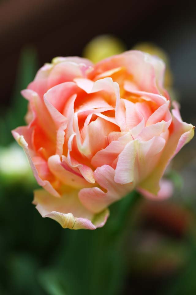 �ʐ^,�f��,����,�t���[,�t�H�g,�N���G�C�e�B�u�E�R�����Y,���i,�ǎ�,�`���[���b�v, �`���[���b�v, ����[�����, ��, ��