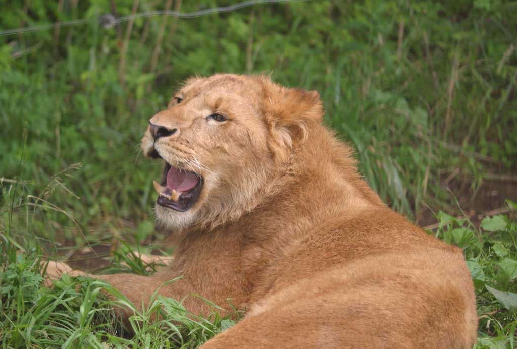 �ʐ^,�f��,����,�t���[,�t�H�g,�N���G�C�e�B�u�E�R�����Y,���i,�ǎ�,���C�I��������, ���C�I��, Lion, ���L, 