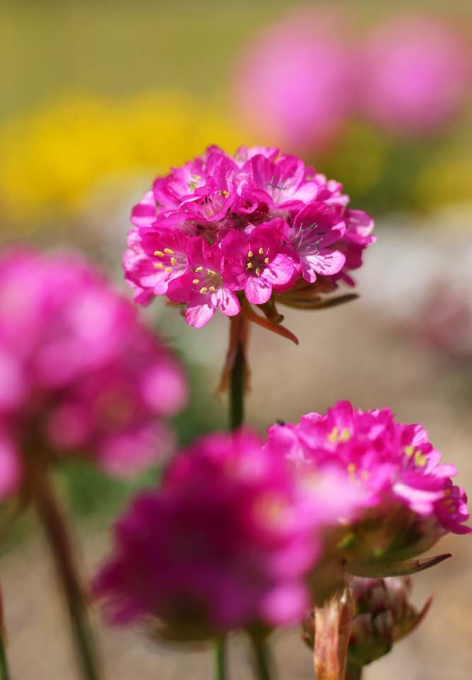 photo,material,free,landscape,picture,stock photo,Creative Commons,A pink floret, Gardening, , floret, Pink