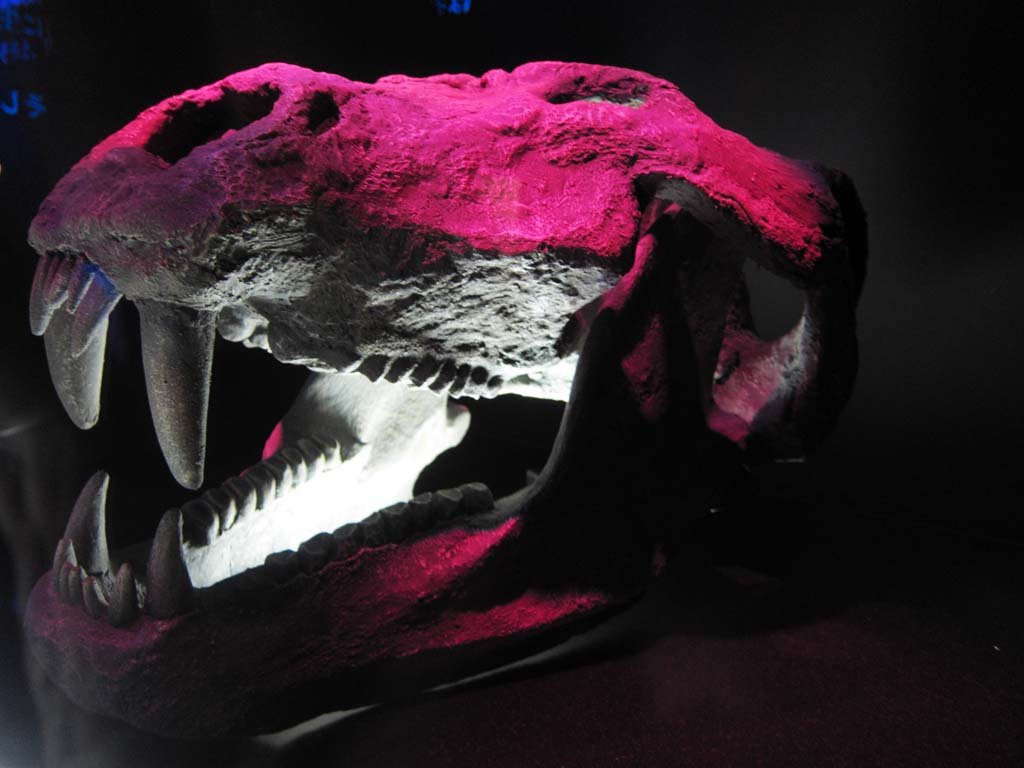 �ʐ^,�f��,����,�t���[,�t�H�g,�N���G�C�e�B�u�E�R�����Y,���i,�ǎ�,�����̉���, ����, ����, �֖�, �Ñ�