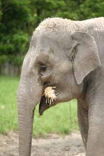 fotografia, materiale, libero il panorama, dipinga, fotografia di scorta,Elefante con occhiata distante, elefante, , , paglia