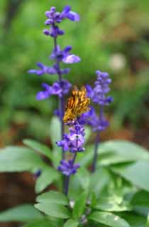 photo,material,free,landscape,picture,stock photo,Creative Commons,Skipper's meal, butterfly, skipper, blue, 