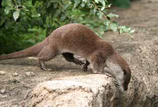 Foto, materieel, vrij, landschap, schilderstuk, bevoorraden foto,Rivier otter, Rivier otter, , , 