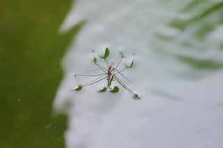 Foto, materieel, vrij, landschap, schilderstuk, bevoorraden foto,Waterstrider, Waterstrider, , , 