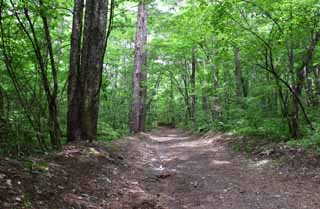 photo,material,free,landscape,picture,stock photo,Creative Commons,Mountain path, boscage, grove, tender green, 