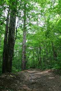 photo,material,free,landscape,picture,stock photo,Creative Commons,Mountain path, boscage, grove, tender green, 