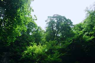 photo,material,free,landscape,picture,stock photo,Creative Commons,Looking up the new green, waterfall, river, tender green, 