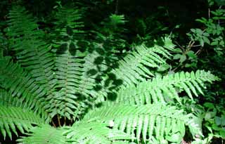 fotografia, materiale, libero il panorama, dipinga, fotografia di scorta,Ombra di foglie su felci, felce, boschetto, verde tenero, 