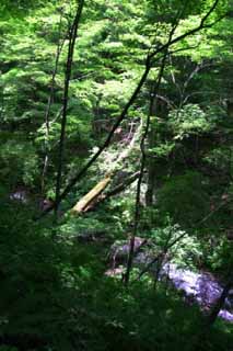 fotografia, materiale, libero il panorama, dipinga, fotografia di scorta,Caduto albero in un ruscello di montagna, fiume, boschetto, verde tenero, 