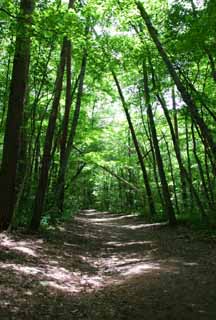 Foto, materiell, befreit, Landschaft, Bild, hat Foto auf Lager,Schattiger Pfad, Hain, Baum, zartes Grn, 