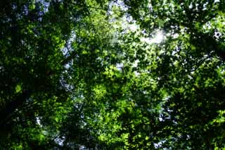 fotografia, materiale, libero il panorama, dipinga, fotografia di scorta,Baldacchino verde e Nuovo, permesso, luce emessa, verde tenero, sole